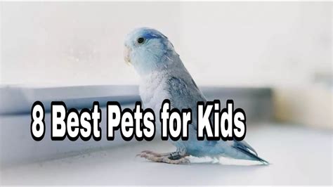 good small pets for beginners.